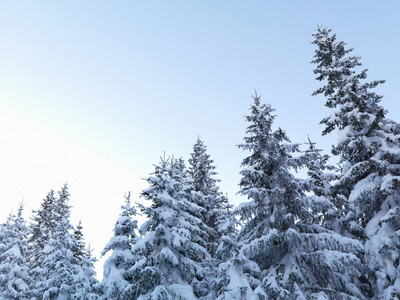 蓝天上白雪覆盖的松树