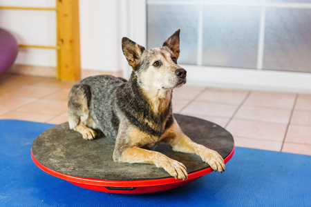 澳大利亚 Cattledog 躺在摇晃板上