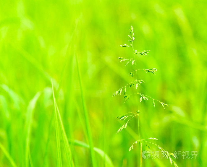 草，青草 草地，草坪 告密者 俚龙须菜