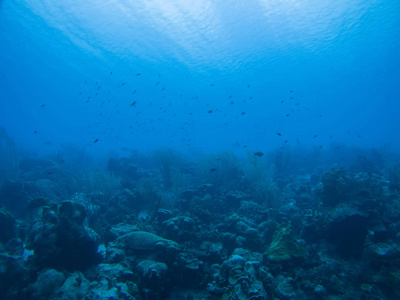 珊瑚生命水下潜水徒步旅行加勒比海