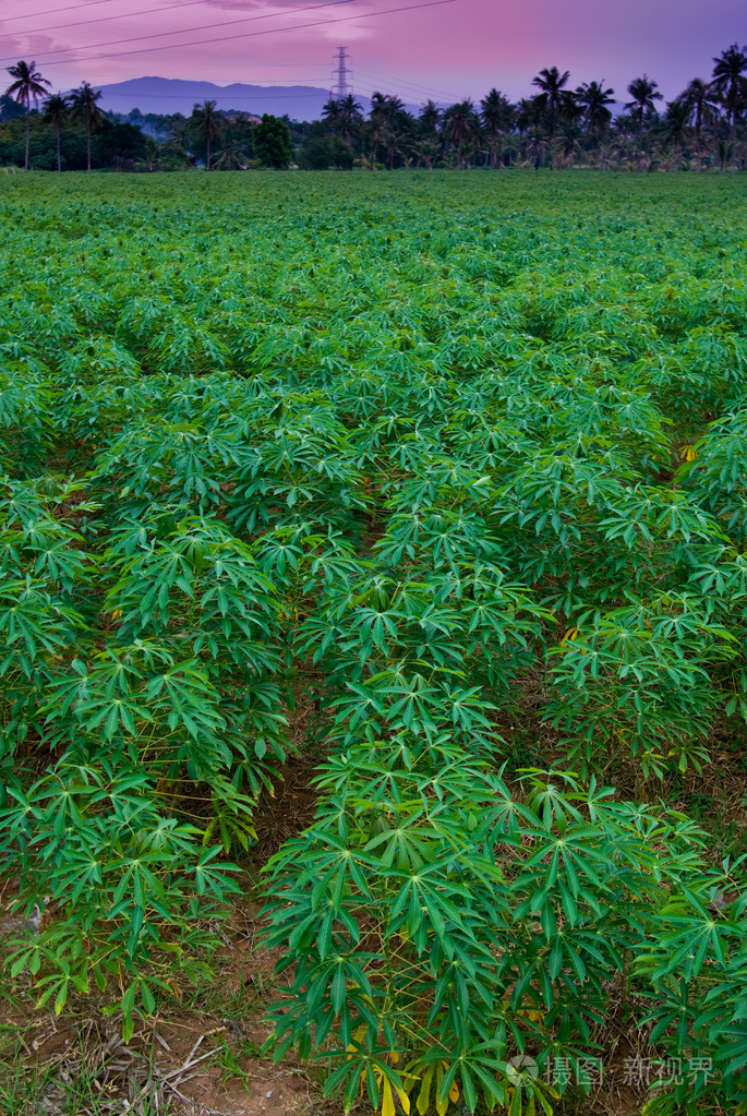 日落时间的木薯树