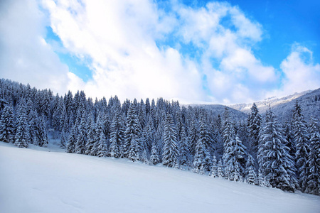 山地雪冷杉林的美丽景观