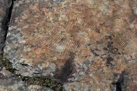 岩画 古岩画 在阿尔泰山脉, 俄罗斯