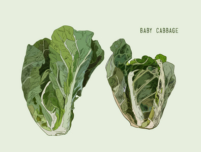 娃娃菜.孤立的矢量手绘蔬菜照片