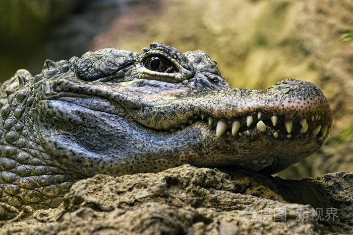 鳄鱼的牙齿和眼睛的细节半隐藏