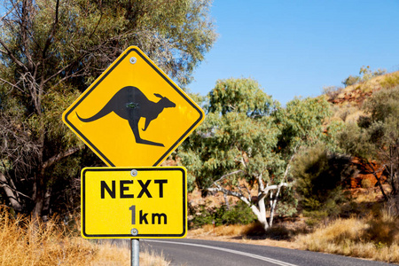 在澳大利亚的标志野生袋鼠 likee 安全概念