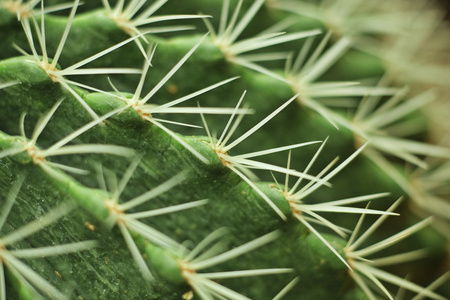 仙人掌，仙人球 cactus的名词复数 