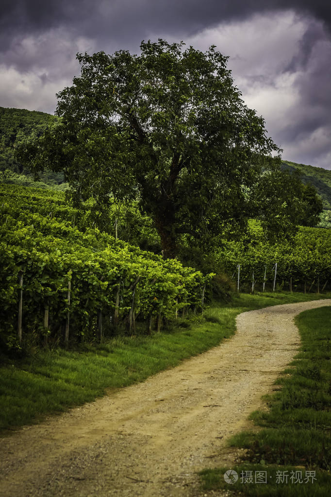 风景如画的法国阿尔萨斯地区, 在孚日山脉的山坡上有著名的葡萄园