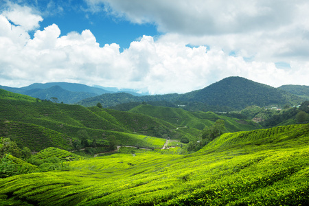 茶树种植区卡梅隆