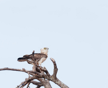 南带状蛇鹰 Circaetus fasciolatus 在塔兰吉雷国家公园