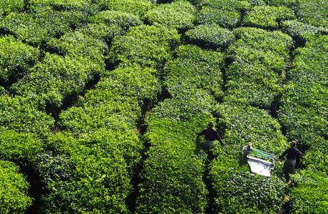 采摘茶叶, 原始 photoset