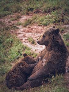 玩具熊吃浆果图片