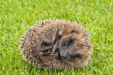 刺猬蜷缩成一个球刺猬在混凝土表面.刺猬针钉在苹果, 桃子和李子上.