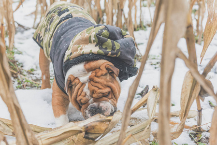 snowily 的俏皮英国斗牛犬肖像