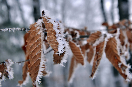冷冻木材和树叶