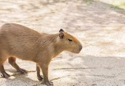 水豚 hydrochoerus hydrochaeris 自然站立放松