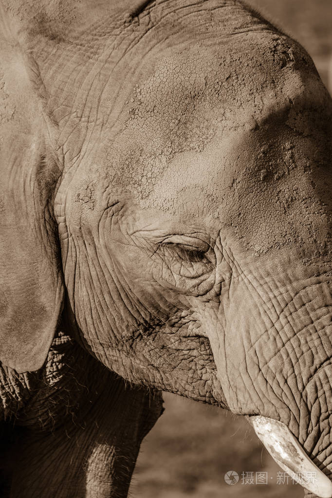 大象肖像漫步在 cabarceno 自然公园, 坎塔布利亚, 西班牙