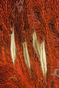 Razorfish Aeoliscus strigatus 在红 gorgonia 前游泳