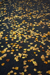 堕落的黄叶子分散黑地上在秋日里