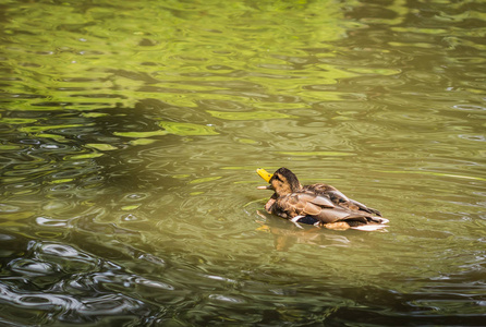 在俄罗斯加里宁格勒 redgion 的池塘里游泳的鸭子