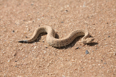 沙漠中的蛇