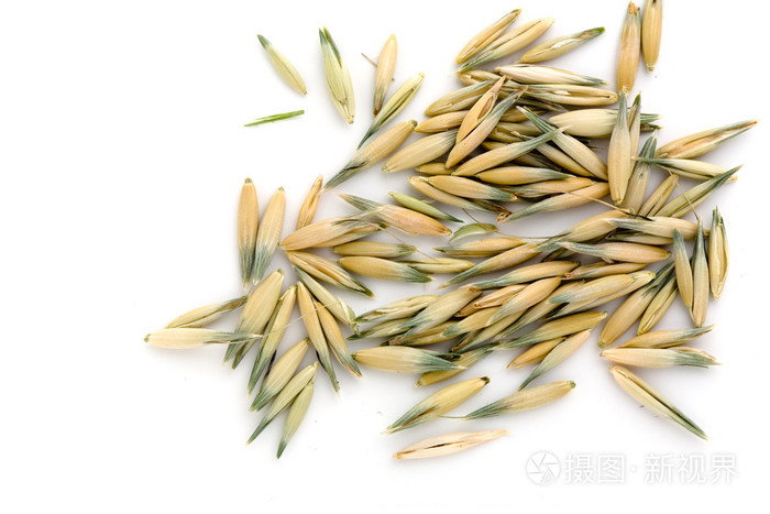 燕麦种子
