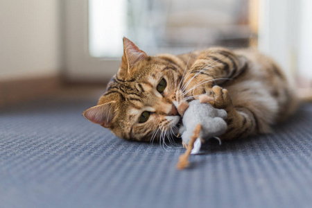 美丽的孟加拉猫玩鼠标玩具在房子里照片