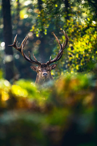 在秋天的森林中的鹿