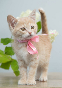 米色小猫站在灰色背景与花