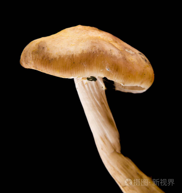 黑色伞状菌菇图片