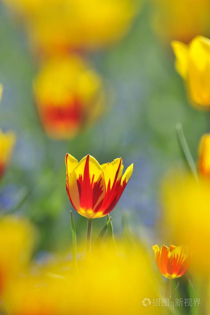 郁金香郁金香红黄花