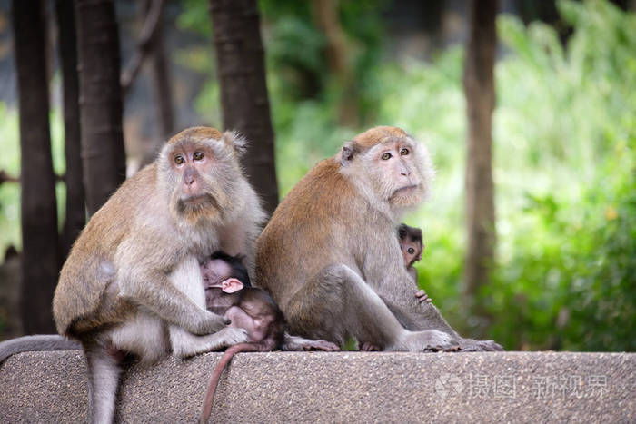 猴子家庭坐