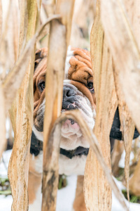 可爱的英国斗牛犬肖像户外 选择性焦点