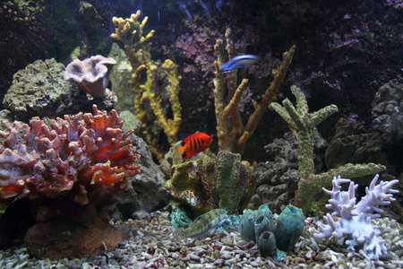 水族馆背景图片