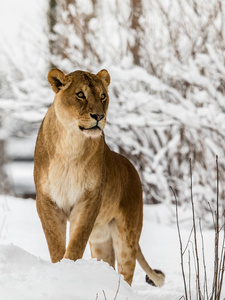 狮子, 虎利奥, lionesse 站在雪地里。垂直图像, 背景中的雪树