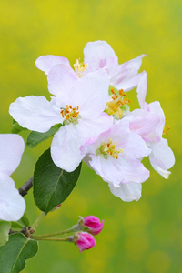 苹果开花特写, 自然动物区系