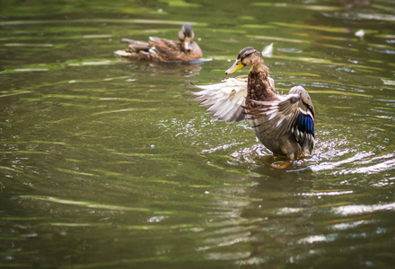 鸭子沐浴在池塘里的浪花里图片