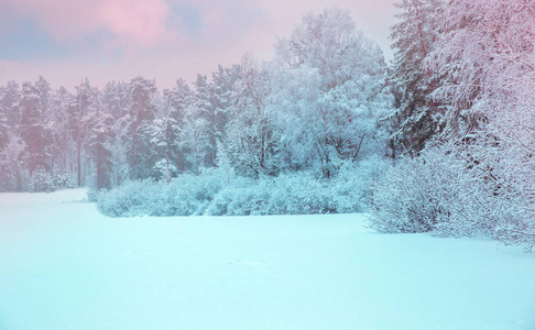 冬季景观。白色雪花的圣诞背景。冬日森林里的阳光