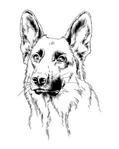 手工绘制在油墨中的纯种狗照片
