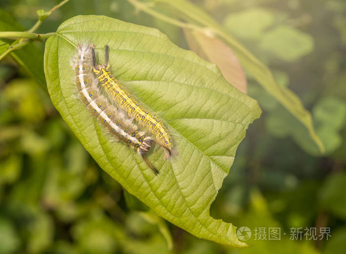 两只毛毛虫在白天的绿叶上
