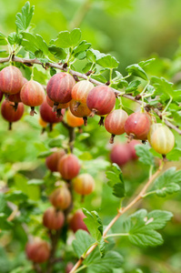 醋栗 gooseberry的名词复数  醋栗树丛 陪伴年轻女人到交际场所的女伴 当电灯泡夹在两个情侶之间的不知趣者