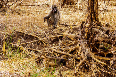 南非中央克鲁格国家公园干旱受灾地区的雄性狒狒