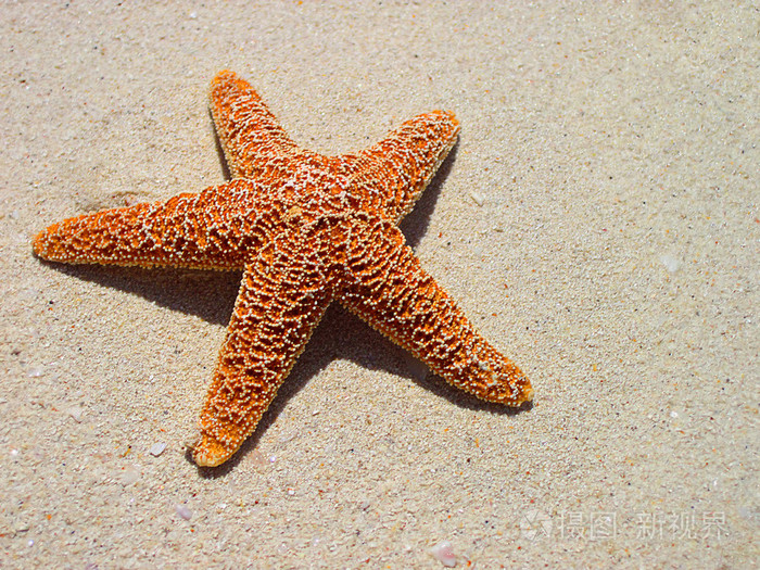 海星一种海洋动物