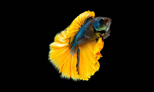 蓝色和黄色的鱼暹罗斗鱼, 斗鱼或斗鱼芨芨草黄色和蓝色颜色在黑色背景