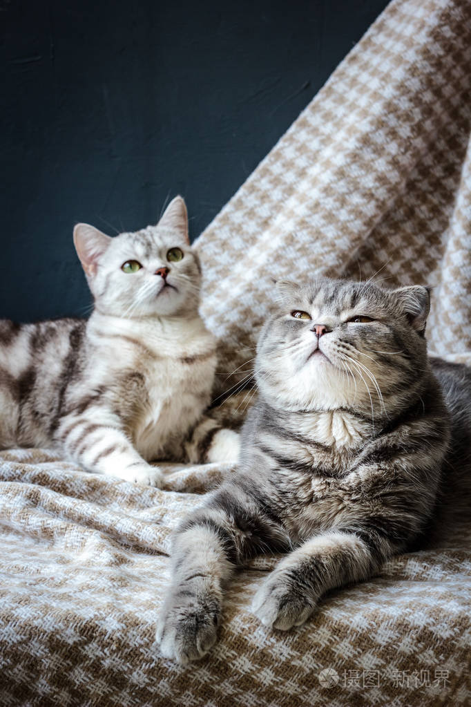 两只猫家庭