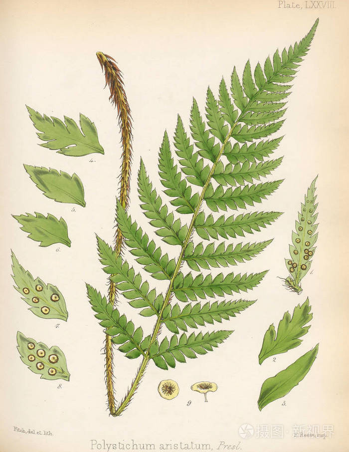 蕨aristatum南极航行的植物学1844伦敦