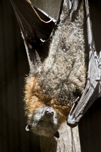 一只水果蝙蝠