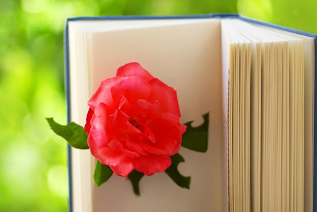 书上的粉红色玫瑰。