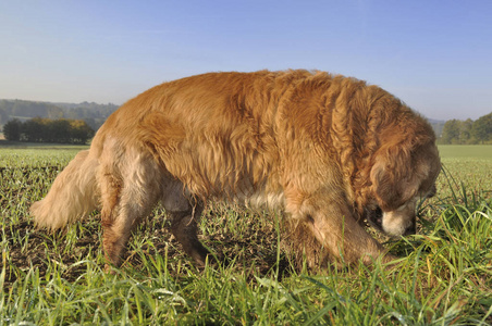 金黄猎犬比较土壤