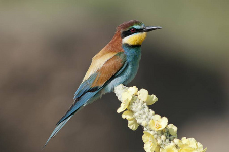 蜂食鸟, Merops apiaster 户外